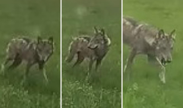 Lupo a passeggio nei prati di Agrate Conturbia