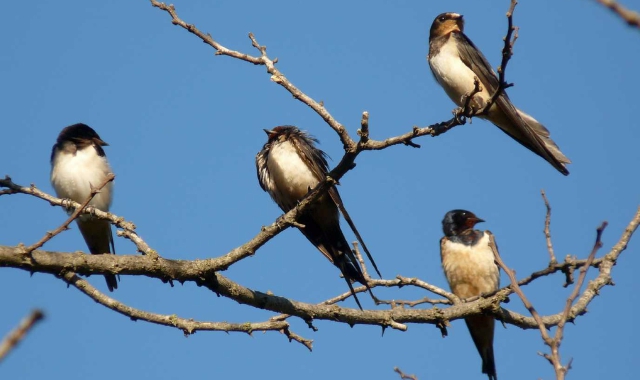 Clima più caldo, rondini a rischio