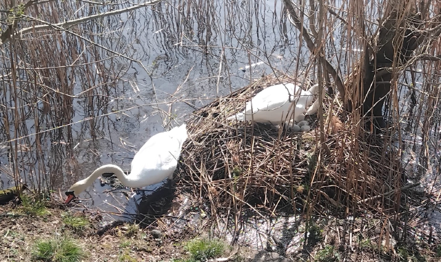 Le covate dei cigni a Sesto Calende