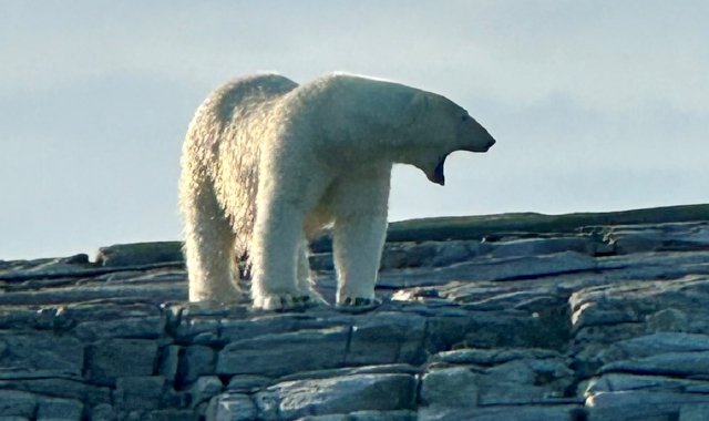 Faccia a faccia con l’orso polare: Della Bordella racconta la Groenlandia