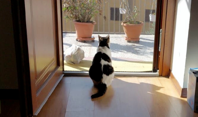 Gatto sbranato da due cani liberi