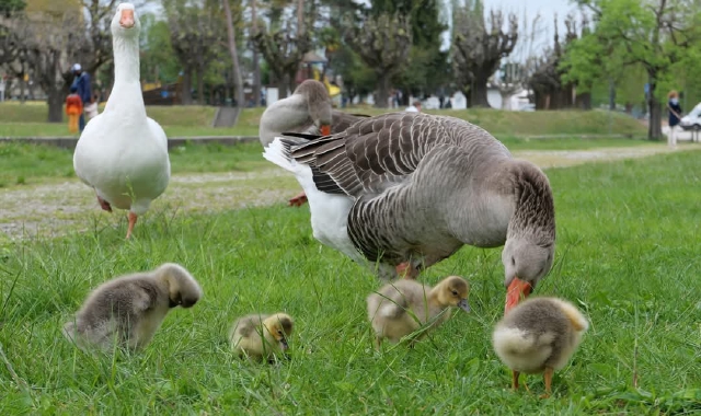 La famigliola di oche ad Angera