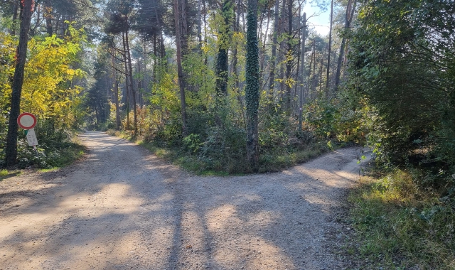 Il parco Pineta è davanti a un bivio: dopo i cinghiali e il lupo è tornato anche l’orso? C’è chi dice di averlo visto e lancia l’allarme, ma nessuno ci crede