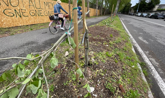Gli alberi spezzati in via Milano (foto Domenico Ghiotto/BLITZ)