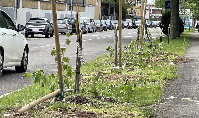 Gli alberi spezzati in via Milano (foto Domenico Ghiotto/BLITZ)