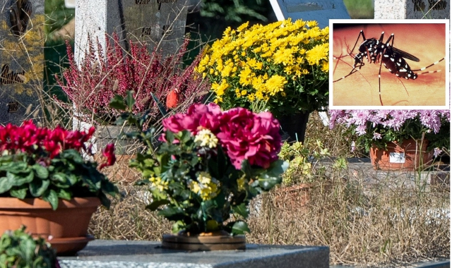 Raccomandazioni anti-zanzare anche per i vasi di fiori nei cimiteri 