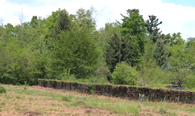 Il Parco Pineta piace: tutti cercano l’orso