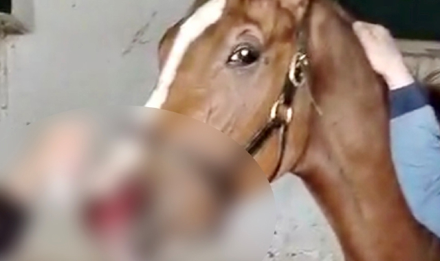 Il soccorso alla puledra