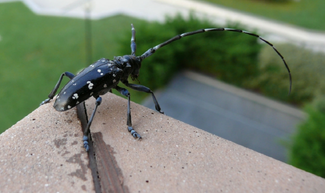 Tarlo asiatico, controlli a Legnano