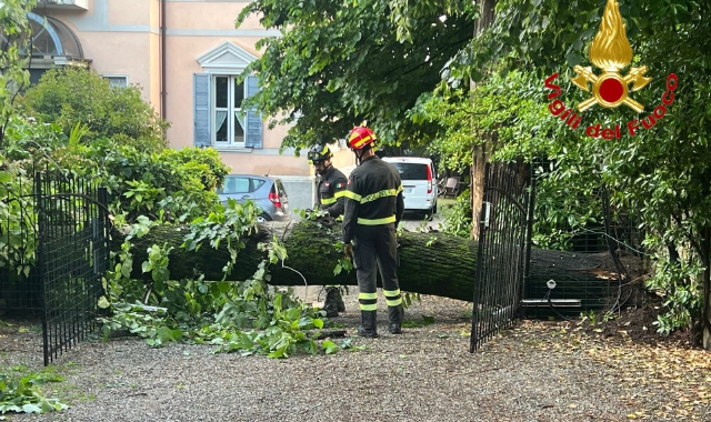 L’intervento dei vigili del fuoco per una grande pianta crollata a causa del maltempo