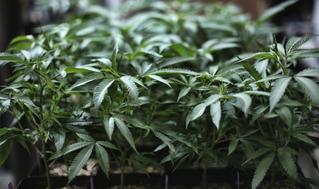 Dalla cantina un «odore particolare»: i carabinieri scoprono 400 piante di canapa