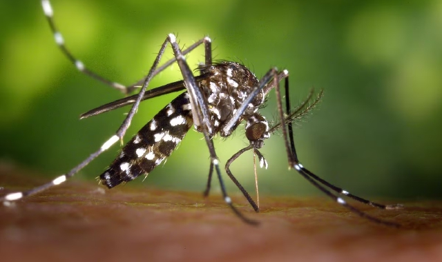 Dengue a Solbiate Arno, un caso sospetto