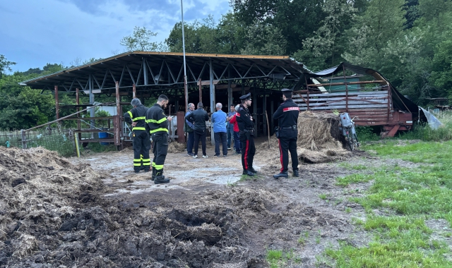 Muore colpito dal toro: choc a Castiglione
