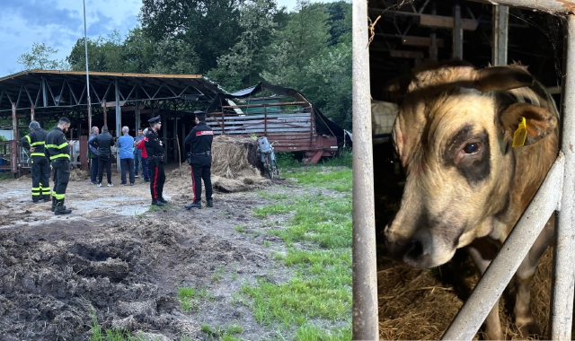 Ucciso dal toro, la vittima è l'83enne Dino Scattolin