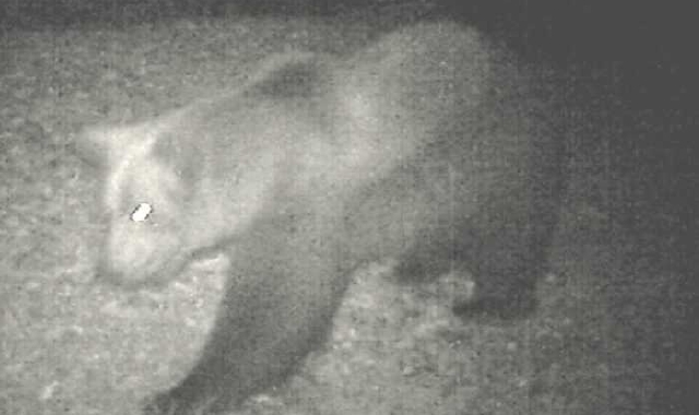 L’orso ripreso dalla fototrappola