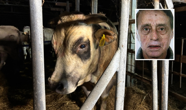 Il toro Tyson. Nel riquadro, Dino Scattolin