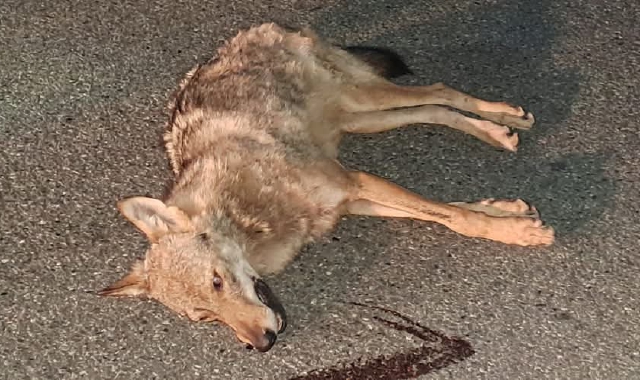 Lupo travolto e ucciso tra Cislago e Gorla