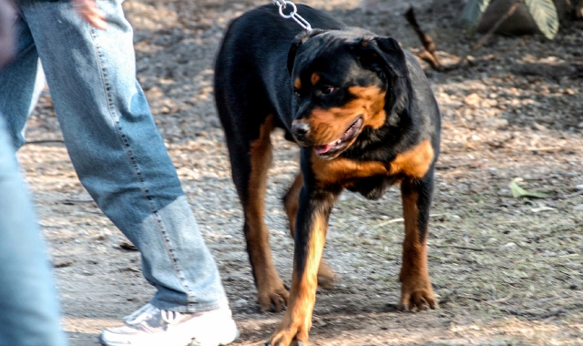 Il Rotweiller è tra le 27 razze ritenute potenzialmente pericolose