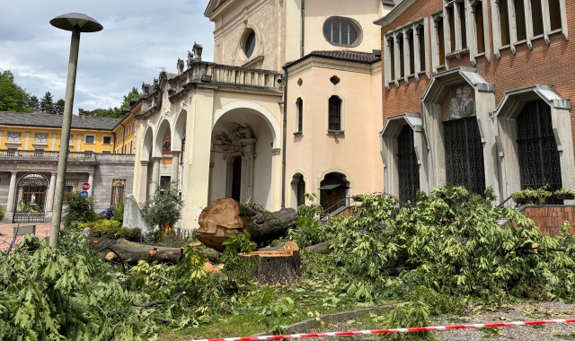 La quercia americana centenaria abbattuta a Biumo Inferiore, accanto alla chiesa, perché considerata pericolosa in una zona molto frequentata  (foto Blitz)