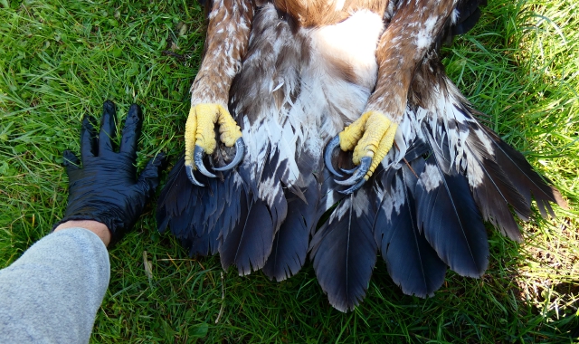Aquila reale avvelenata a Porto Ceresio