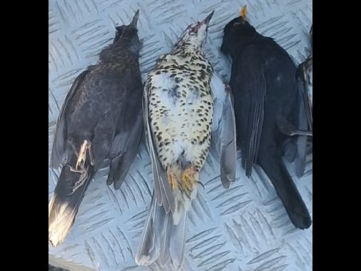 Lipu-Swg, 7 italiani su 10 contrari a riforma della caccia