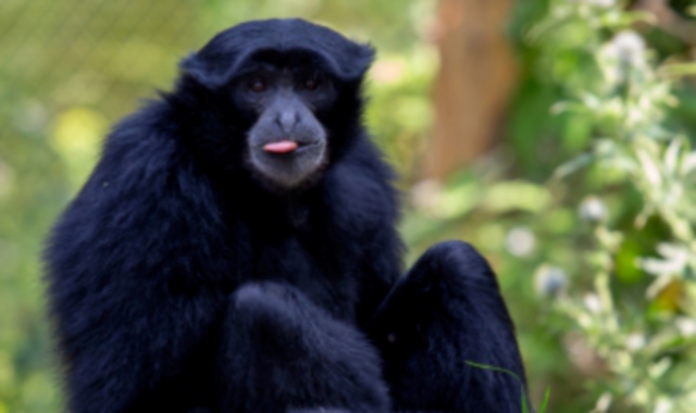 Bali e Bianca, due sorelle al Safari Park