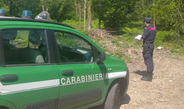 Le indagini condotte dai carabinieri forestali di Laveno Mombello