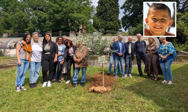 Buon compleanno Daniele: un ulivo in suo ricordo