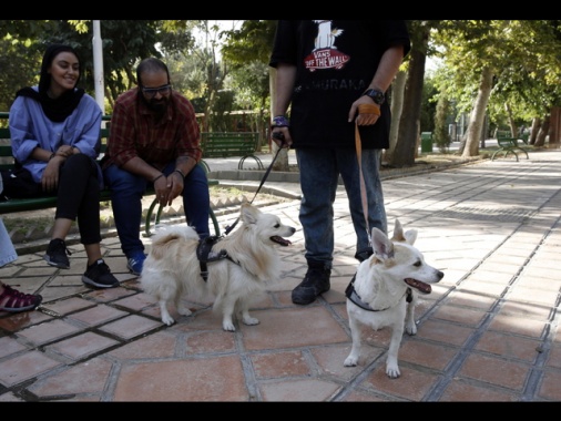 L'Iran estende il divieto di portare a spasso i cani