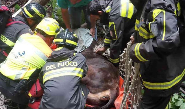 Il bovino che è stato salvato dal fiume grazie ai soccorsi
