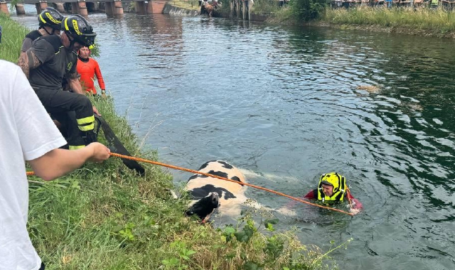 Le operazioni di salvataggio delle mucche precipitate nel Villoresi