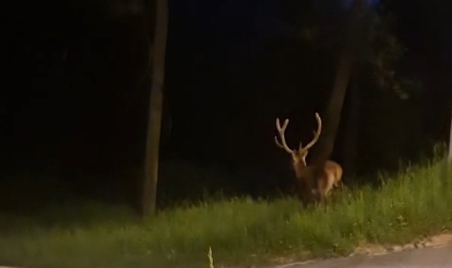Il ritorno del cervo nel bosco