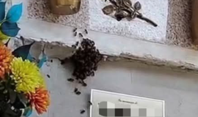 L’alveare sul loculo del cimitero di Stresa