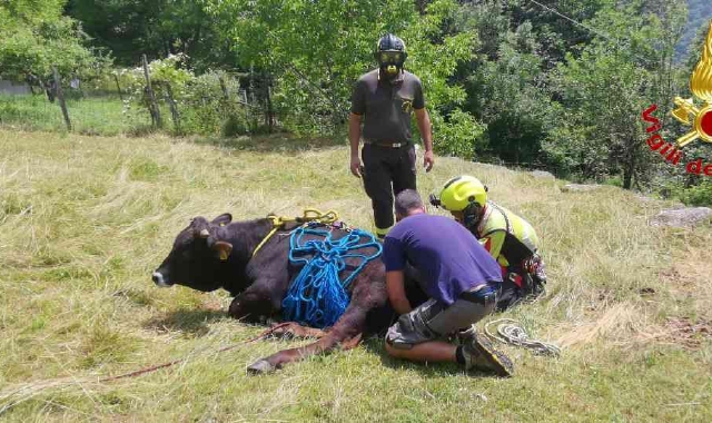 Il bovino è stato imbragato e trasportato in elicottero 