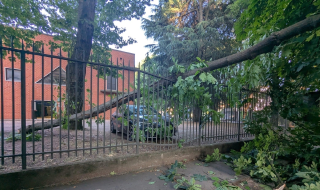 L’albero ha sfiorato un’auto parcheggiata (foto Domenico Ghiotto/BLITZ)