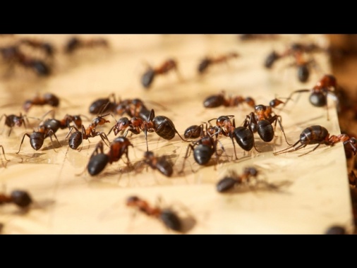 Avanti infrazione dell'Ue all'Italia sulla formica di fuoco