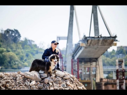 Morto Night Spirit, il cane poliziotto eroe del Ponte Morandi