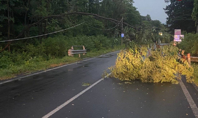 Un albero caduto sulla Provinciale 54 all’ingresso di Mergozzo, nel Vco