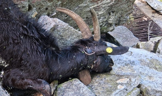 Le capre sono state sbranate da almeno due lupi, in alpeggio a Re