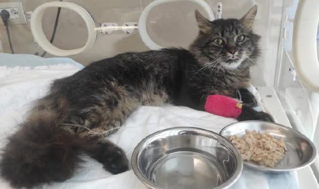 Bodio, gatto ferito: si cercano i proprietari