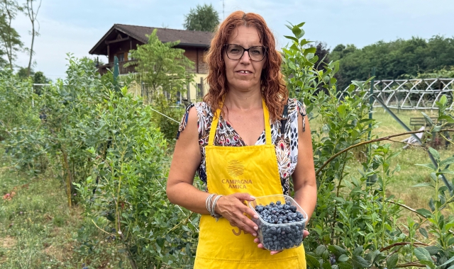  L’imprenditrice Elena Zibetti, associata alla Coldiretti varesina,  da dieci anni coltiva mirtilli 