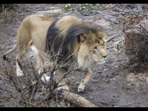 Leone fugge da un parco in Turchia e aggredisce un agricoltore