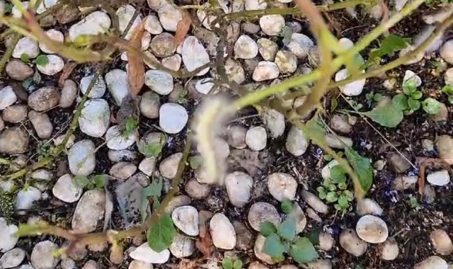 Moriggia, case popolari: «Invasi dalla processionaria»