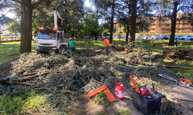 Albero spezzato dal vento, paura a Varese