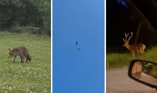 Volpi, cervi e poiane: la Varese “selvaggia”