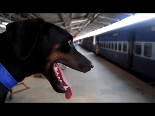 I cani viaggiano gratis su Frecce e Intercity fino al 15/9