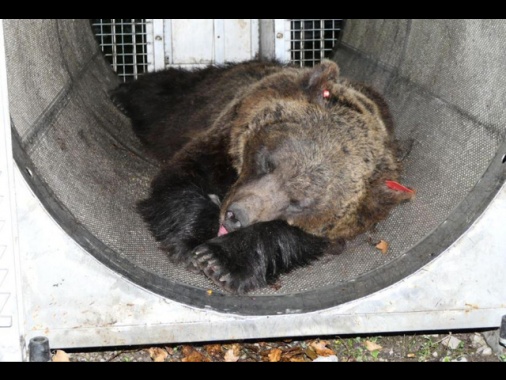 Trasferita in Germania l'orsa JJ4, uccise Andrea Papi