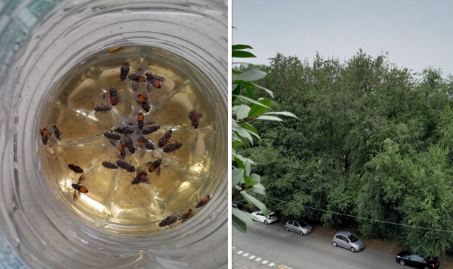 Le cimici dell’olmo “catturate” da uno dei residenti di via Stelvio che stanno protestando per la massiccia presenza di questi fastidiosi insetti nelle abitazioni 