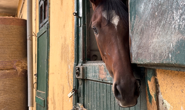 Sembra segnato il futuro delle Scuderie Olona di via Galdino, dove sono accuditi i purosangue in pista alle Bettole, sull’altro lato della strada (foto Andrea Cogotti/BLITZ)