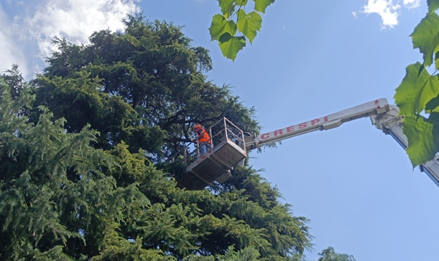 Cedro colpito da un fulmine: paura ad Angera